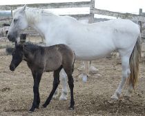 Spanish horses