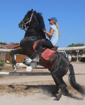 Posada auf einem spanischem Pferd