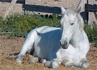 Spanisches Reitpferd