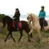 Andalusier Pferd