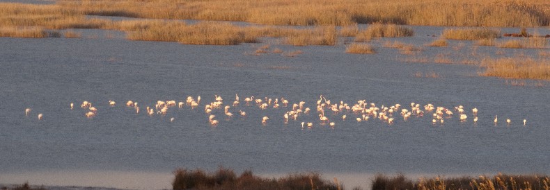 Flamingos beim Reiterhof an der Lagune