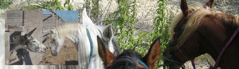 Pferde auf dem Reiterhof