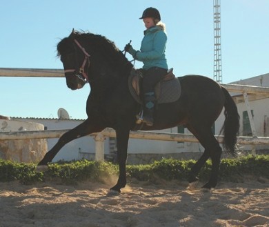 Unterricht spanische Dressur