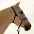 Reitunterricht spanische Dressur