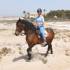 Reitpferd
