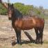Reitpferd