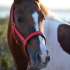Pony
