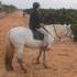 Reitpferd