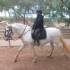 Reitpferd