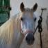 Reitpferd