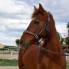 Reitpferd