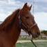 Reitpferd
