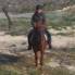 Reitpferd