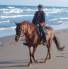 Reitpferd