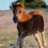 Pony