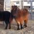 Ponyreiten