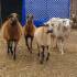 Mufflons und Schafe