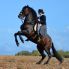 Spanische Reitweise