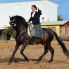 Spanische Reitweise