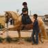 Reiten auf einem andalusischen Wallach