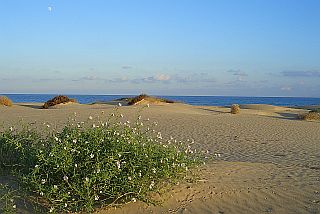 Dünenlandschaft