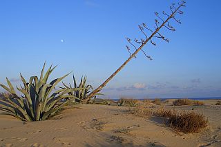 Strandurlaub