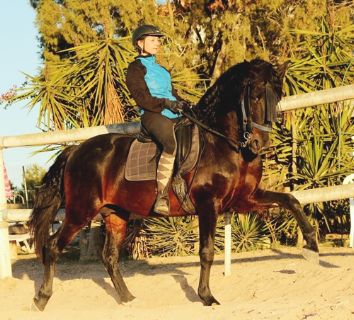 Spanischer Hengst