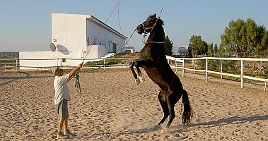 Die spanische Dressur