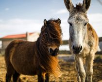 Pferd und Esel