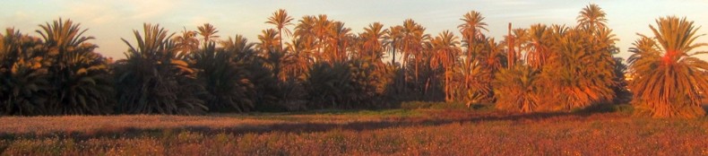 Dünenlandschaft am Mittelmeer