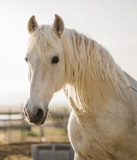 Reiten auf dem spanischem Pferd