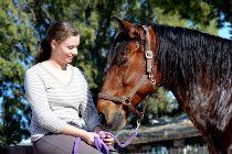 Spanisches Pferd mit Reiterin